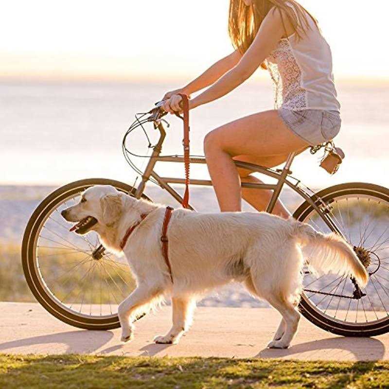 Dog Leash M962231