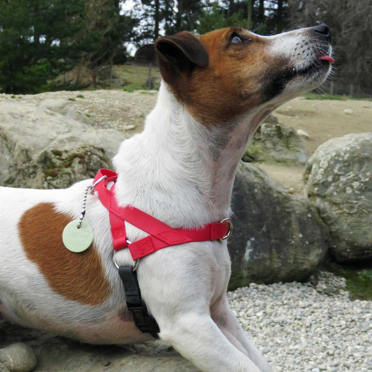 Pet Harness B35152
