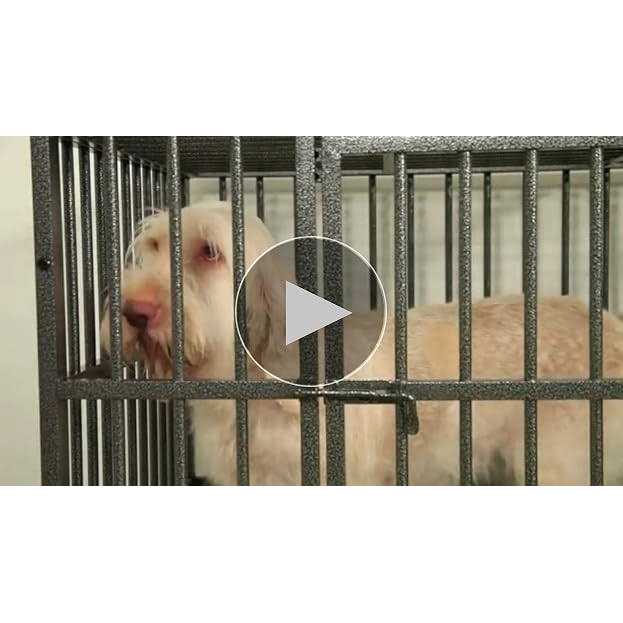 Dog Cage K905997
