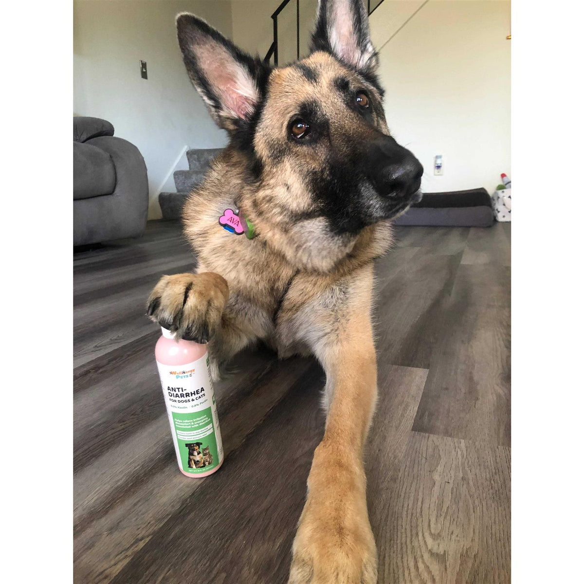 Anti-Diarrhea for Dogs and Cats with Syringe F7982