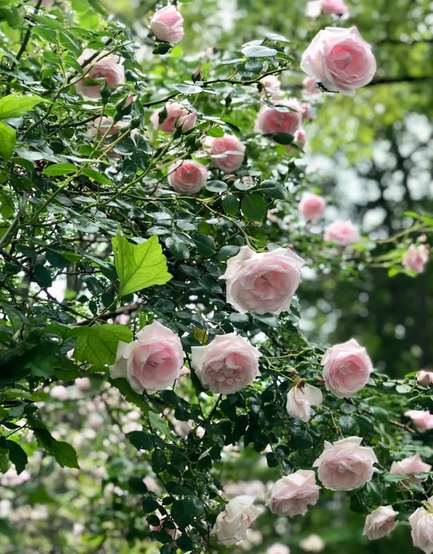 Fragrant Climbing Rose Live Plant, 5-9" Tall, Yellow B5636