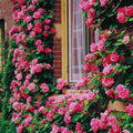 Fragrant Climbing Rose Live Plant, 5-9" Tall, Yellow B5636