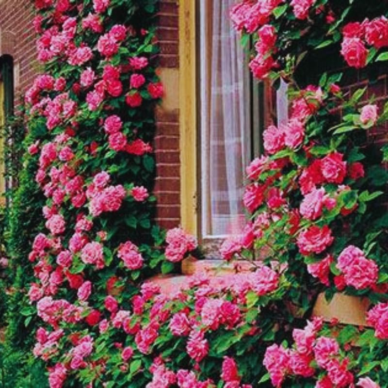 Fragrant Climbing Rose Live Plant, 5-9" Tall, Yellow B5636