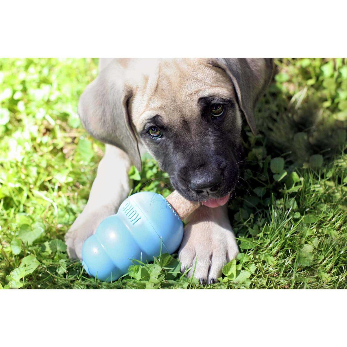 Pet Supplies Z56902