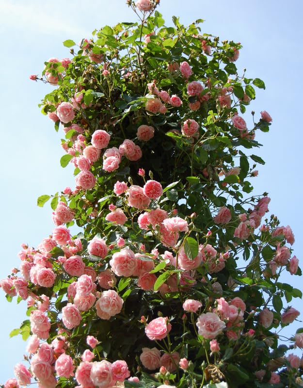 Fragrant Climbing Rose Live Plant, 5-9" Tall, Yellow B5636