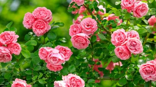 Fragrant Climbing Rose Live Plant, 5-9" Tall, Yellow B5636