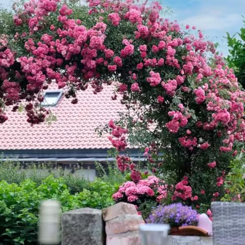 Fragrant Climbing Rose Live Plant, 5-9" Tall, Yellow B5636