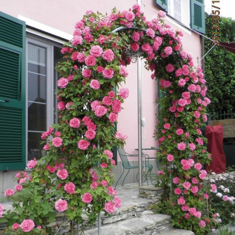 Fragrant Climbing Rose Live Plant, 5-9" Tall, Yellow B5636