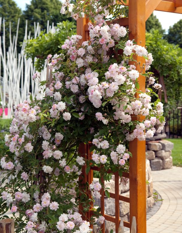 Fragrant Climbing Rose Live Plant, 5-9" Tall, Yellow B5636