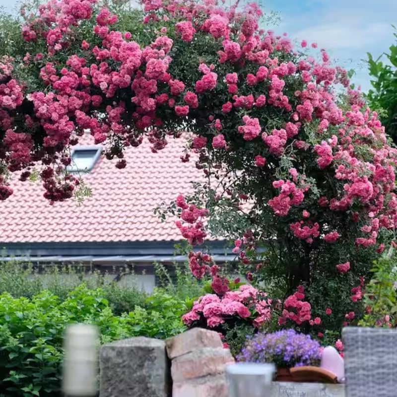 Fragrant Climbing Rose Live Plant, 5-9" Tall, Yellow B5636