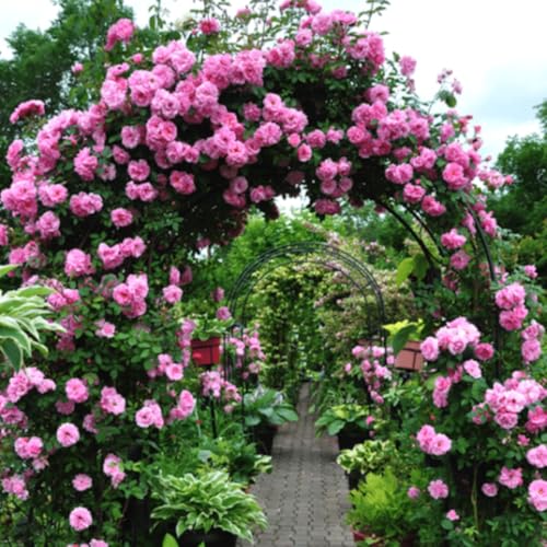 Fragrant Climbing Rose Live Plant, 5-9" Tall, Yellow B5636