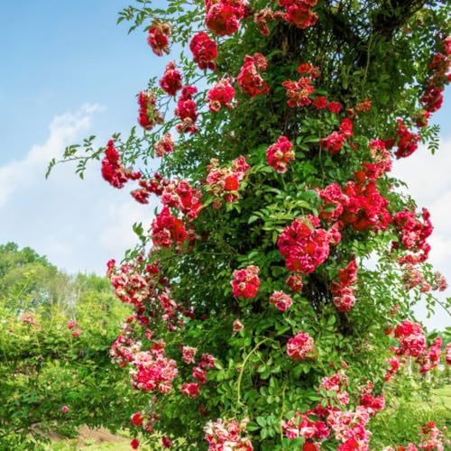 Fragrant Climbing Rose Live Plant, 5-9" Tall, Yellow B5636