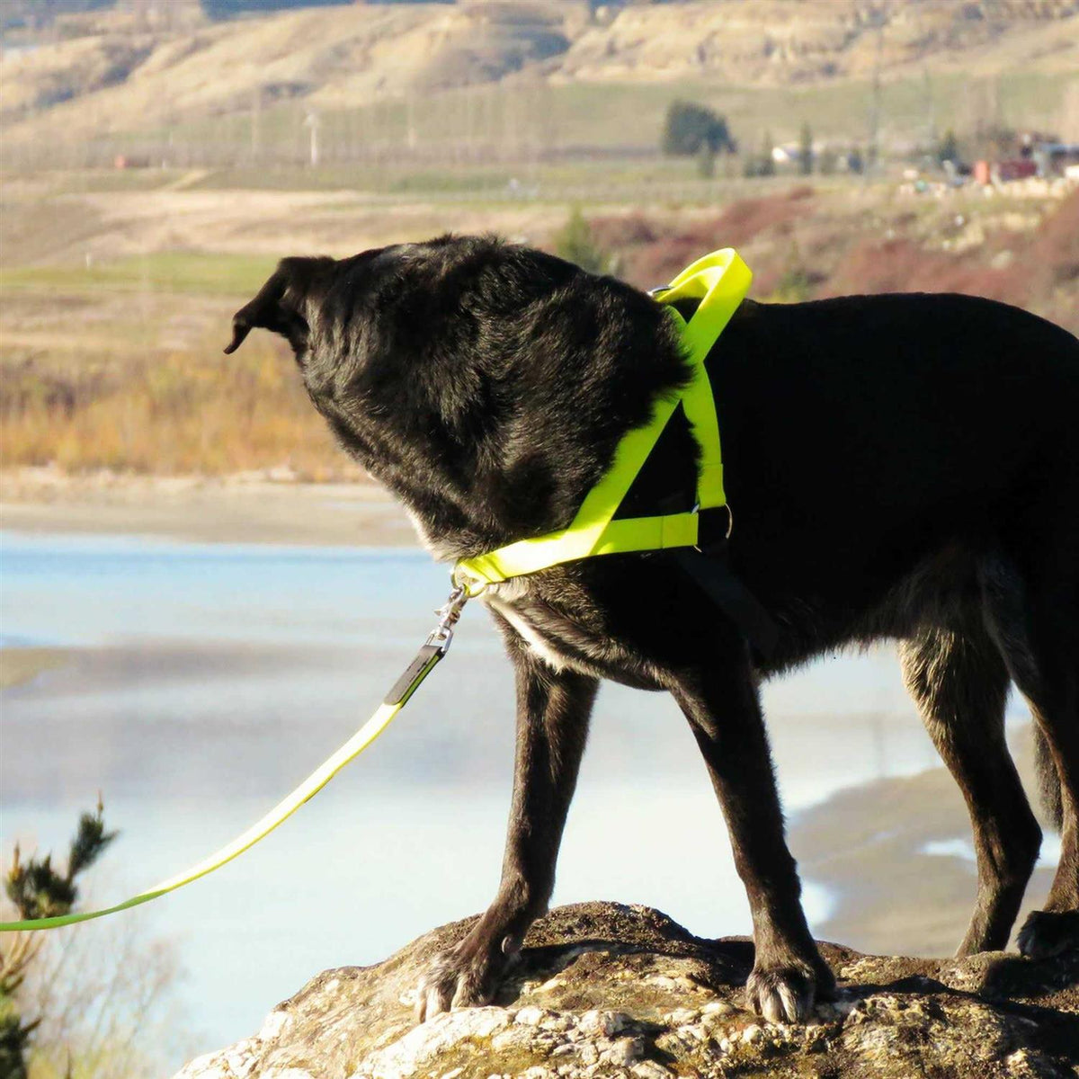 Pet Harness B35152